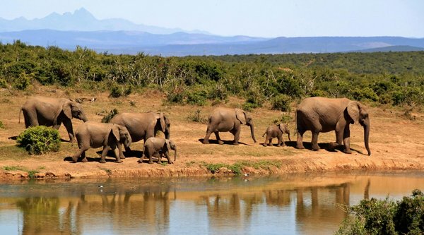 Voyage au Botswana : entre safaris et paysages fascinants